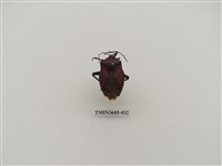 藏品(碩蝽)的圖片